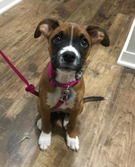 Billie Puppy