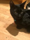 Shadow