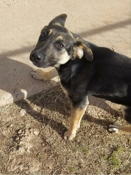 Brazos Pup FA
