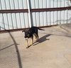 Brazos Pup FA