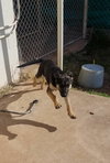 Brazos Pup FA