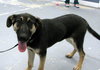 Brazos Pup FA