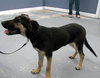 Brazos Pup FA