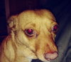 Sisi - Foster Needed!