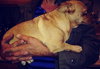 Sisi - Foster Needed!