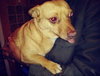 Sisi - Foster Needed!
