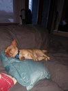 Sisi - Foster Needed!