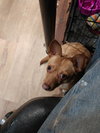 Sisi - Foster Needed!