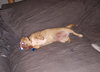 Sisi - Foster Needed!