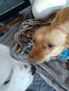 Sisi - Foster Needed!