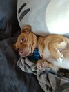 Sisi - Foster Needed!