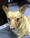 Sisi - Foster Needed!