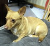 Sisi - Foster Needed!