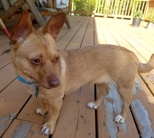 Sisi - Foster Needed!