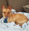 Sisi - Foster Needed!