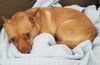 Sisi - Foster Needed!