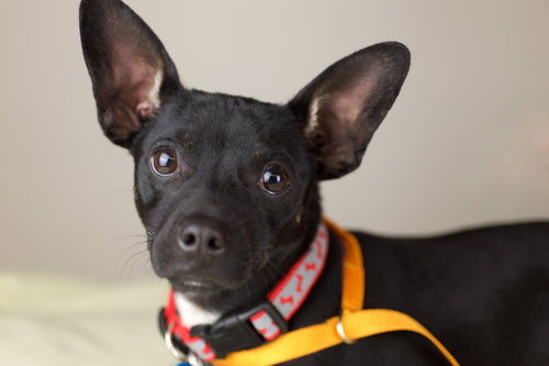 Devereaux Pup