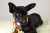 Devereaux Pup