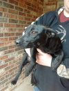 Cressida Pup