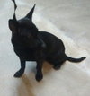 Cressida Pup