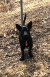 Cressida Pup