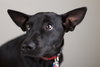 Cressida Pup