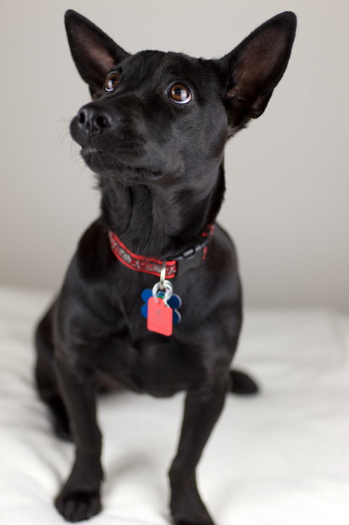 Cressida Pup