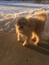 Corson