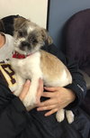 Dulce -Puppy