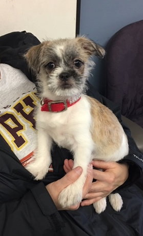 Dulce -Puppy