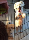 Sheamus -Pup