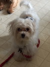 Sheamus -Pup