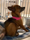 Rosina