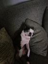 Liloo