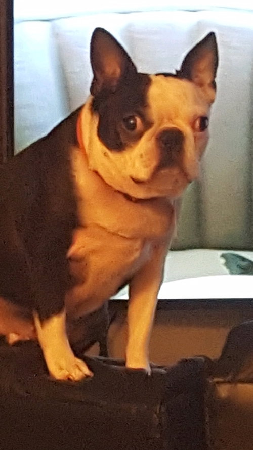Liloo