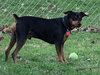 Rondo