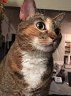 Kora