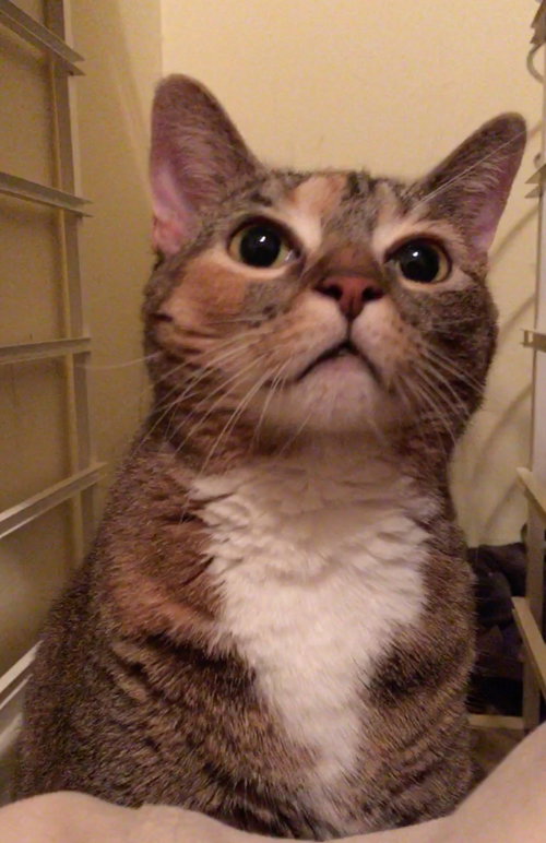 Kora