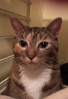Kora