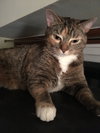 Kora