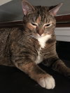 Kora