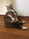 Kora