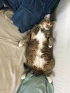 Kora