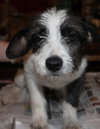 Tonks Pup