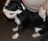 Tonks Pup