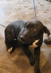 Hilton Pup