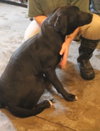 Hilton Pup
