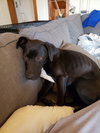 Hilton Pup