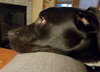 Hilton Pup