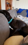Hilton Pup